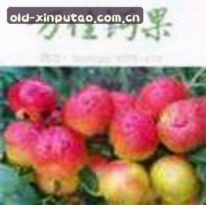 强哥